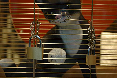 Juwelier Christ - Katze hinter Gittern