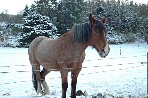 Winterspaziergang im Bachtal